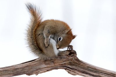 Red Squirrel