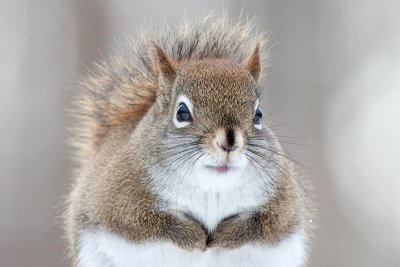 Red Squirrel