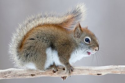 Red Squirrel