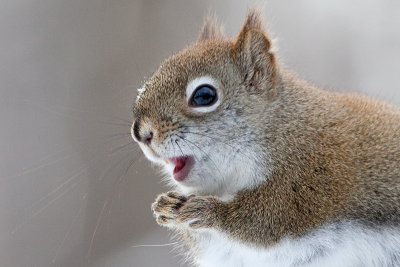 Red Squirrel