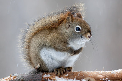 Red Squirrel