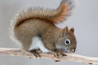 Red Squirrel