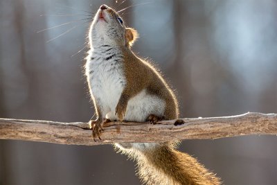 Red Squirrel
