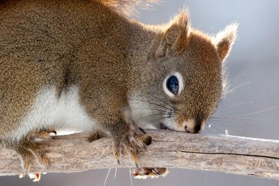 Red Squirrel