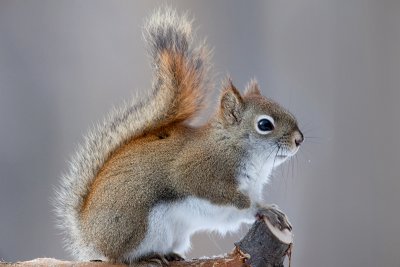 Red Squirrel