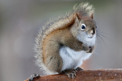 Red Squirrel