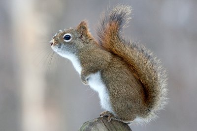 Red Squirrel
