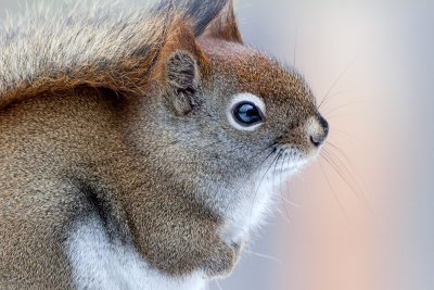 Red Squirrel