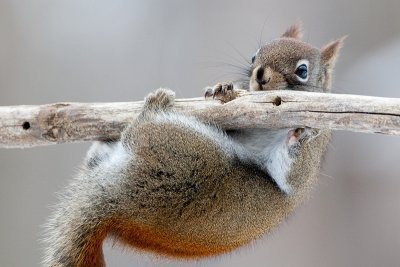 Red Squirrel