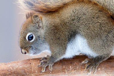 Red Squirrel