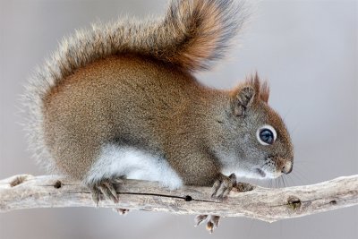 Red Squirrel Resting on Crossed Forelegs