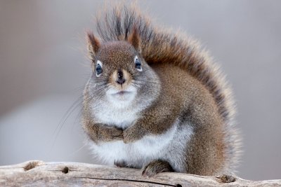 Red Squirrel