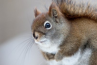 Red Squirrel