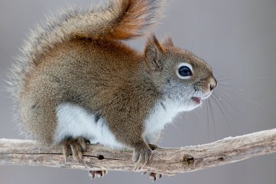 Red Squirrel