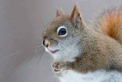Red Squirrel