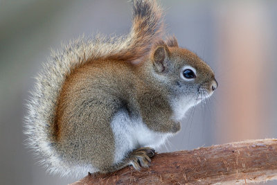 Red Squirrel