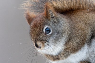 Red Squirrel