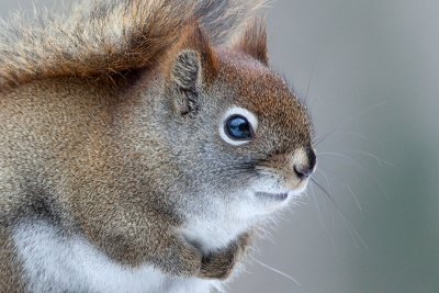Red Squirrel
