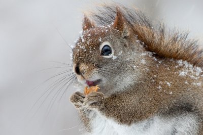 Red Squirrel with Peanut Butter