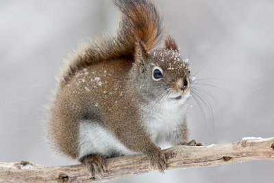 Red Squirrel