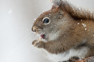 Red Squirrel