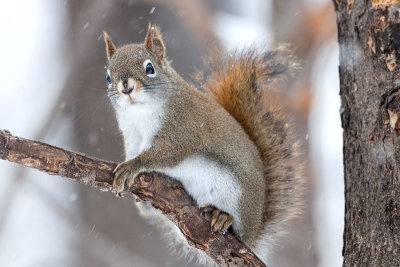 Red Squirrel