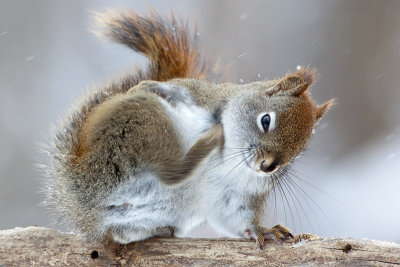 Red Squirrel