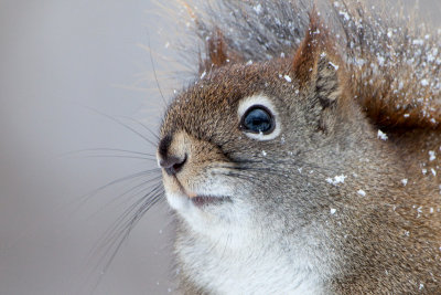 Red Squirrel