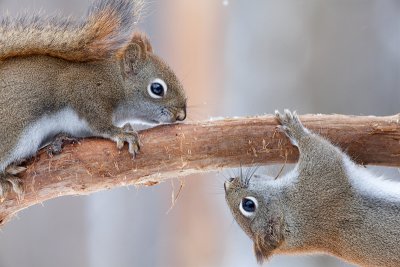 Red Squirrel Face-off