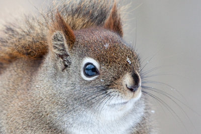 Red Squirrel