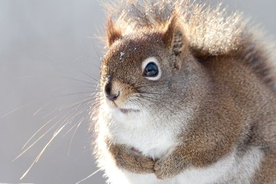 Red Squirrel