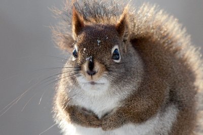 Red Squirrel