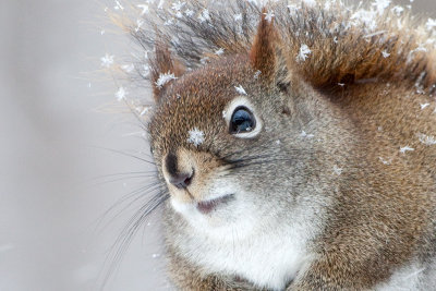 Red Squirrel