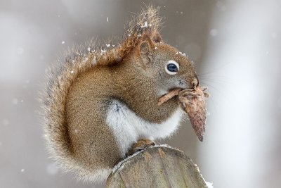 Red Squirrel with Tulip Tree Fruit