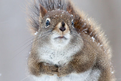 Red Squirrel