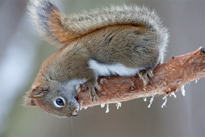 Red Squirrel