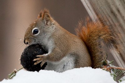 Red Squirrel with Black Walnut