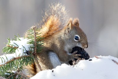 Red Squirrel with Walnut