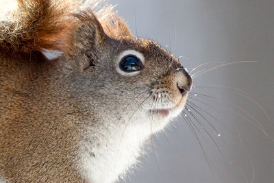 Red Squirrel