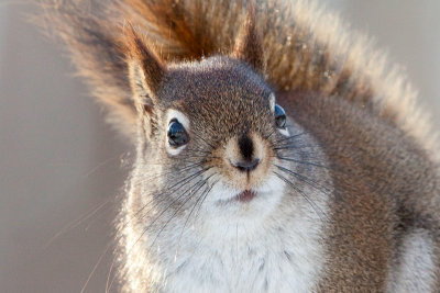 Red Squirrel