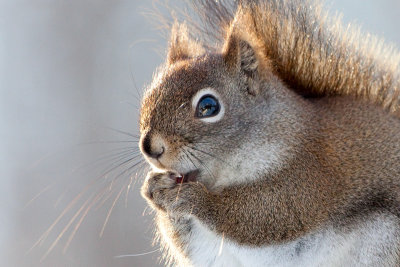 Red Squirrel