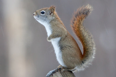 Red Squirrel