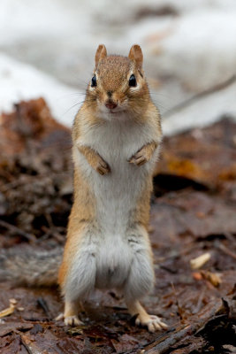 Chipmunk