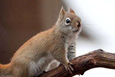 Red Squirrel