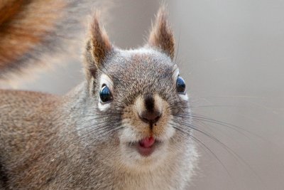 Red Squirrel