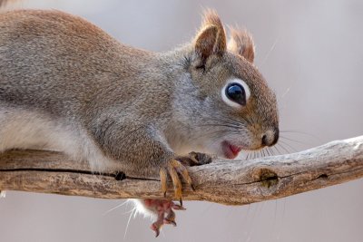 Red Squirrel