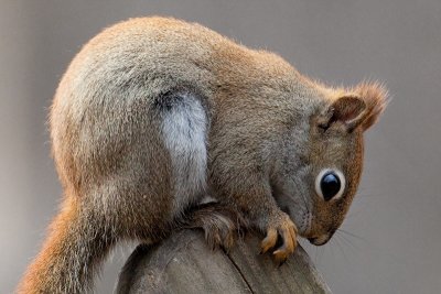 Red Squirrel