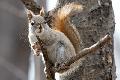 Red Squirrel