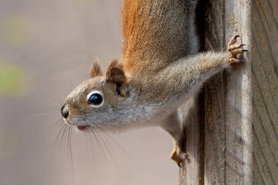 Red Squirrel