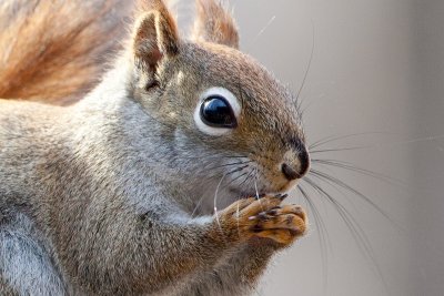 Red Squirrel